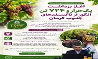 پیش‌بینی برداشت بیش از ۱۷۰۰ تن انگور از تاکستان‌های جنوب کرمان